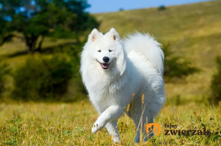 Pies rasy samoyed podczas spaceru po trawie, a także charakter samoyeda