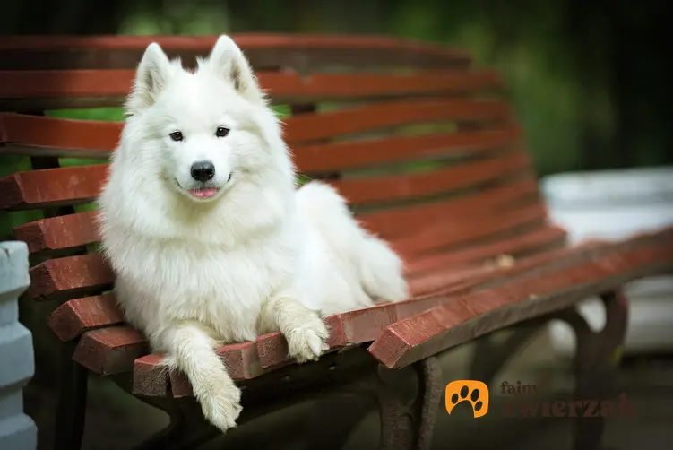 Pies rasy samoyed leżący na ławce w parku, a także charakter samoyeda