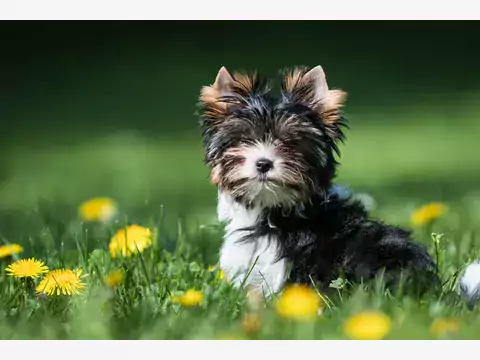 Yorkshire Terrier Biewer: cechy i pielęgnacja