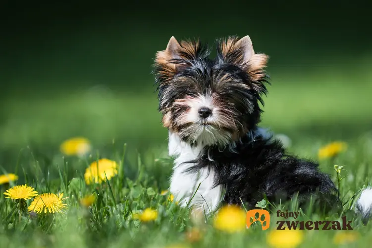 Pies rasy yorkshire terrier biewer w trawie na tle kwiatów oraz jego usposobienie
