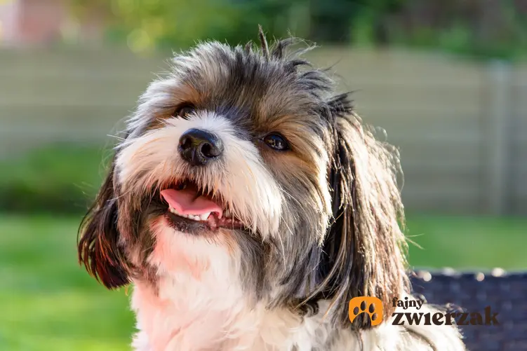 Pies yorkshire terrier biewer z uśmiechem w ogrodzie oraz charakter i usposonienie rasy