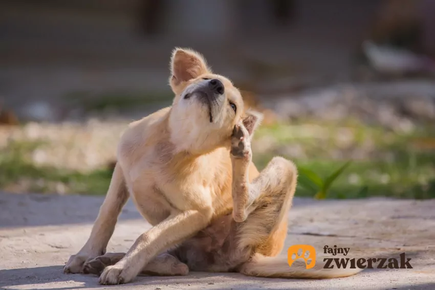 Pies drapiący się na trawie