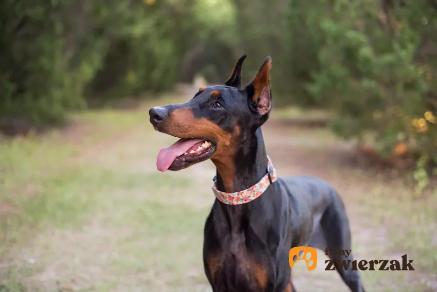 Biały doberman szczeniak hodowla