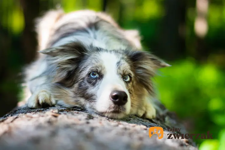 Pies rasy border collie blue merle odpoczywający w trakcie spaceru, a także hodowla i opis