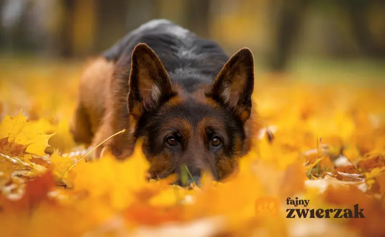 Owczarek niemiecki leżący w jesiennych liściach na spacerze oraz charakter owczarka niemieckiego