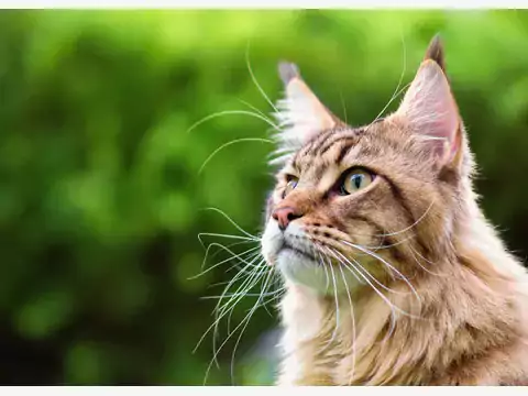 Maine Coon – hodowle w Polsce