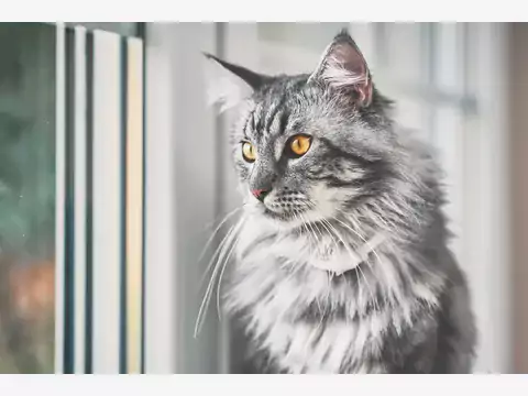 Cena kota Maine Coon