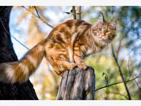 Rudy Maine Coon: opis, charakter, pielęgnacja