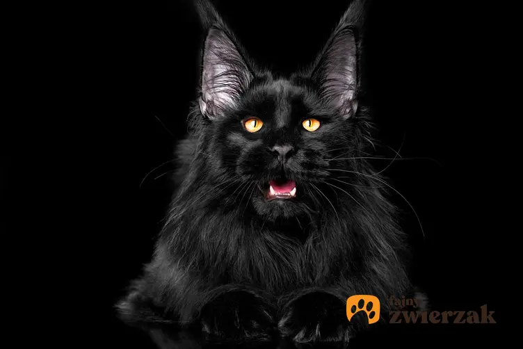 Czarny maine coon na czarnym tle oraz jego opis, charakter i usposobienie kota