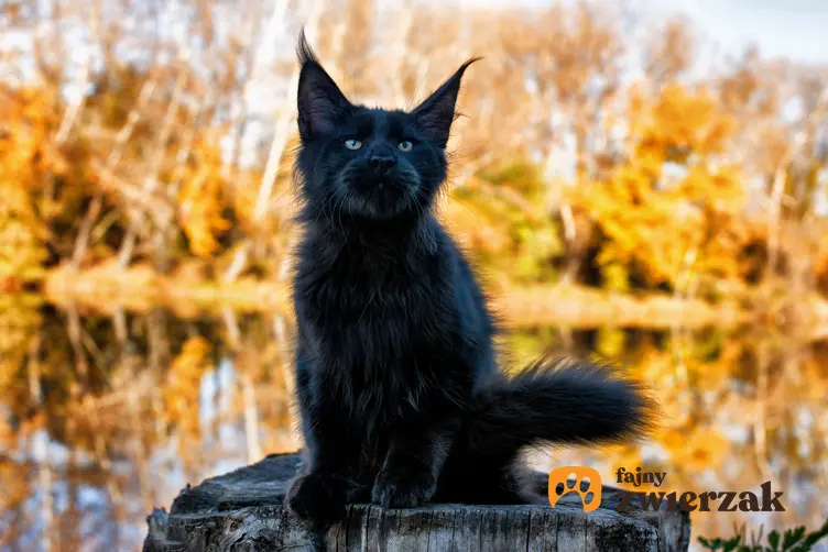 Czarny maine coon na tle jesiennego parku oraz jego opis, charakter i usposobienie kota