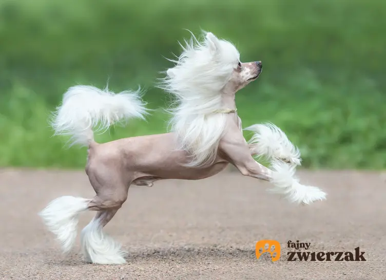 Pies rasy grzywacz chiński biegający po podwórku, a także cena grzwacza chińskiego