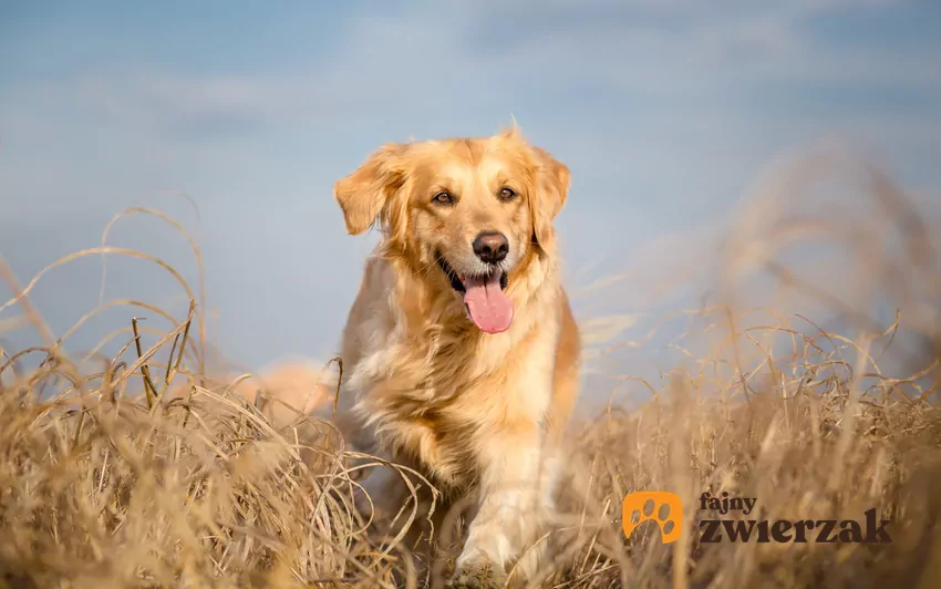 Golden retriever biegnący przez pole