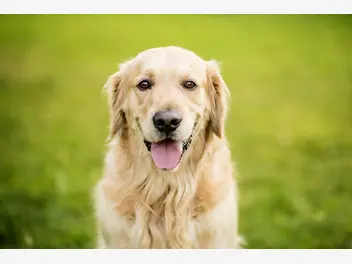 Ilustracja artykułu usposobienie golden retrievera krok po kroku – poznaj charakter popularnego psa