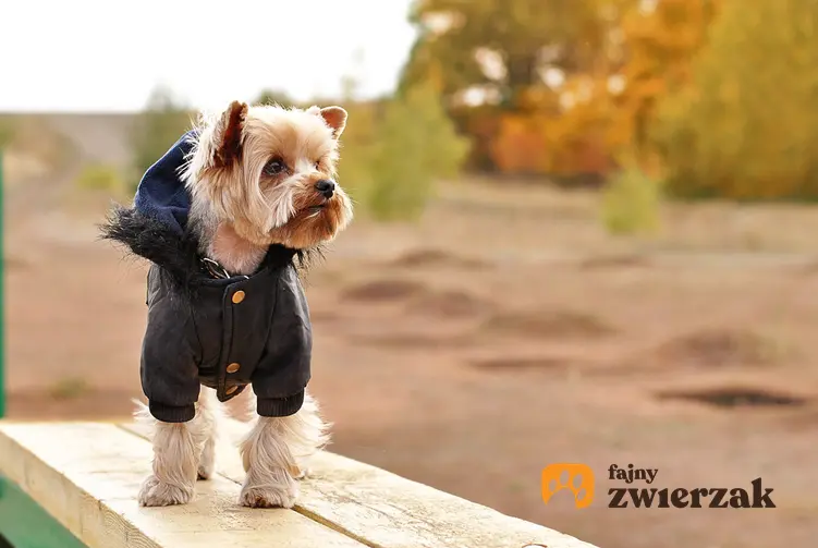 Pies rasy yorkshire terrier w sweterku podczas spaceru, a także polecane ubranka dla yorka