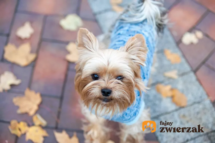 Yorkshire terrier w niebieskim sweterku