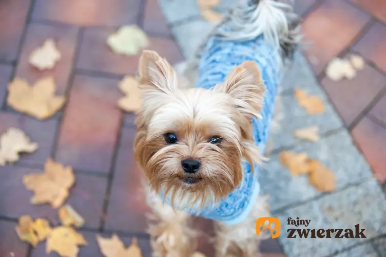 Pies rasy yorkshire terrier w niebieskim sweterku podczas spaceru, a także polecane ubranka dla yorka