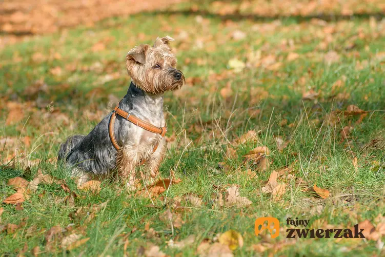 Pies rasy yorkshire terrier siedzący na trawie w brązowych szelkach, a także polecane szelki dla yorka