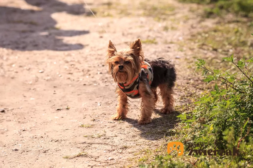 Yorkshire terrier w szelkach