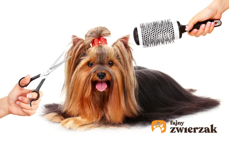 Pies rasy yorkshire terrier podczas strzyżenia i wykonywania fryzury, a także modne fryzury dla yorka