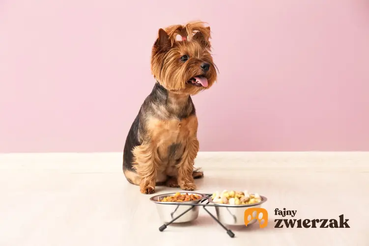 Pies rasy yorkshiere terrier siedzący przed miskami z jedzeniem oraz najlepsza karma dla yorka