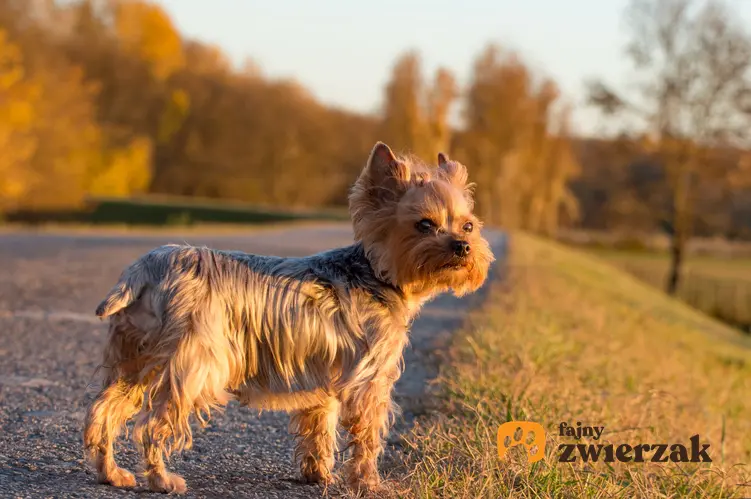 Pies rasy yorkshire terrier na drodze w czasie spaceru, a także informacje, ile żyją yorki