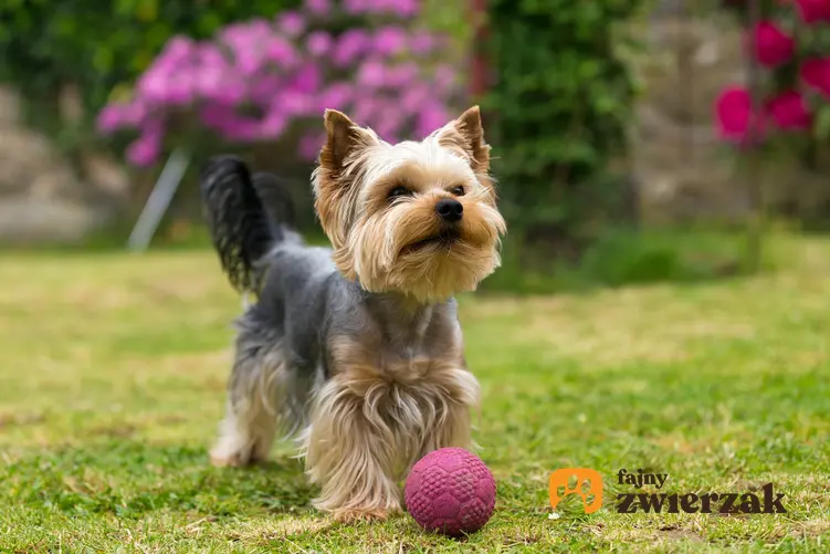 Pies rasy yorkshiere terrier bawiący się piłką na trawie, a także polecane hodowla yorków w Polsce