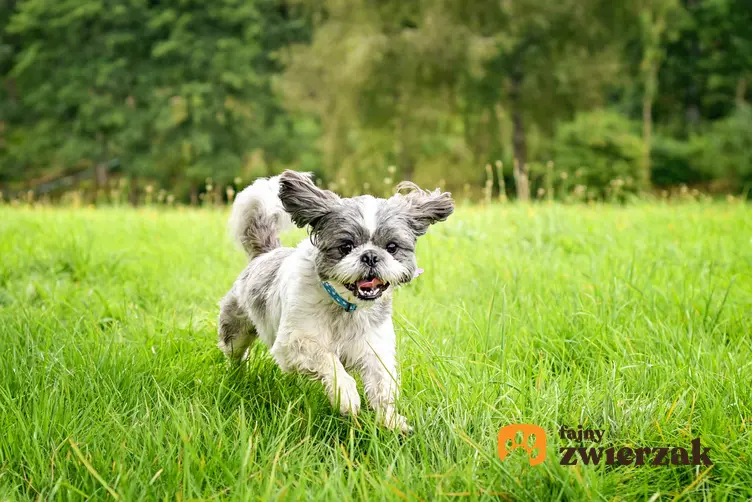 Pies rasy shih tzu biegający po zielonej trawie, a także charakter shih tzu i usposobienie