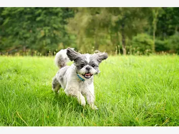 Ilustracja artykułu prawdziwy charakter shih tzu - poznaj szczególne cechy psa