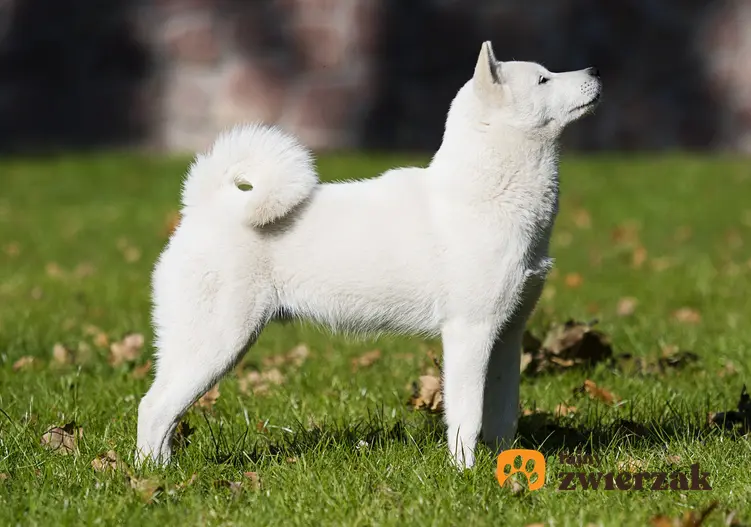 Pies rasy hokkaido japoński biały stojący na trawniku oraz inne japońskie rasy psów