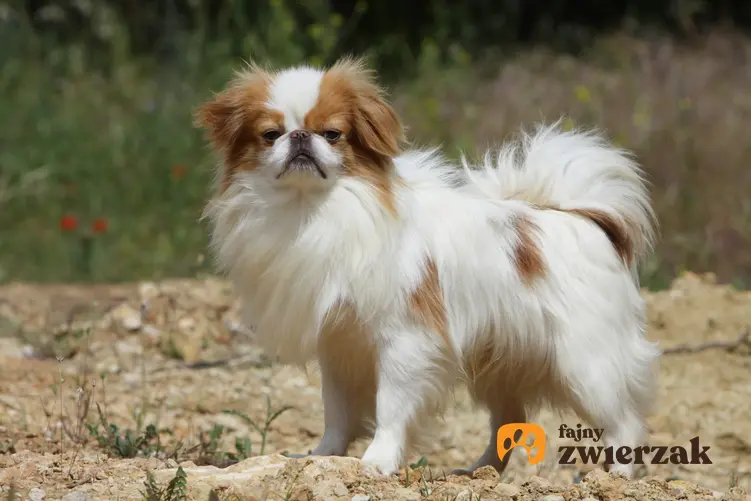 Niewielki japoński pies rasy japan chin, a także najpopularniejsze japońskie rasy psów