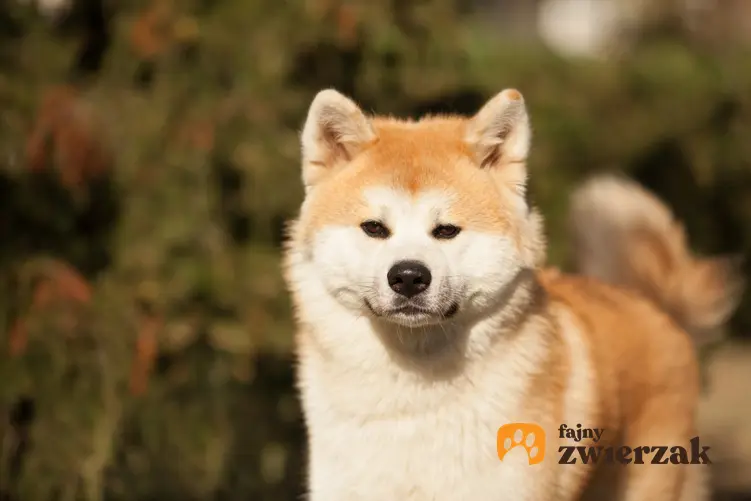 Pies rasy akita inu podczas spaceru w parku, a także inne japońskie rasy psów