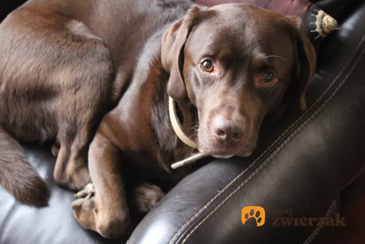 Labrador czekoladowy leżący na skórzanej sofie, a także brązowy retriever i jego charakter