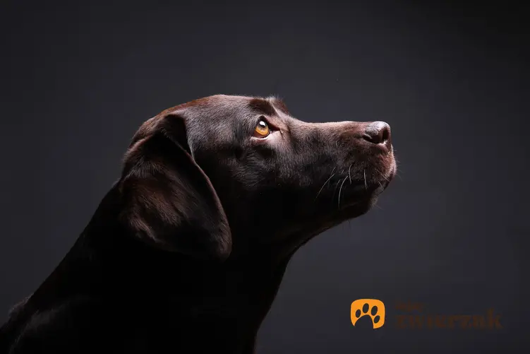 Labrador czekoladowy na ciemnym tle, a także brązowy retriever i jego charakter