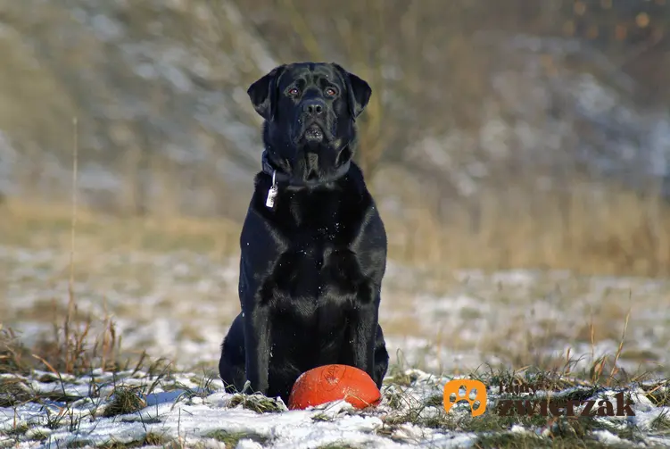 Czarny duży pies warujący z pomarańczową piłką, a także tresura psa w domu i tresura szczeniaka