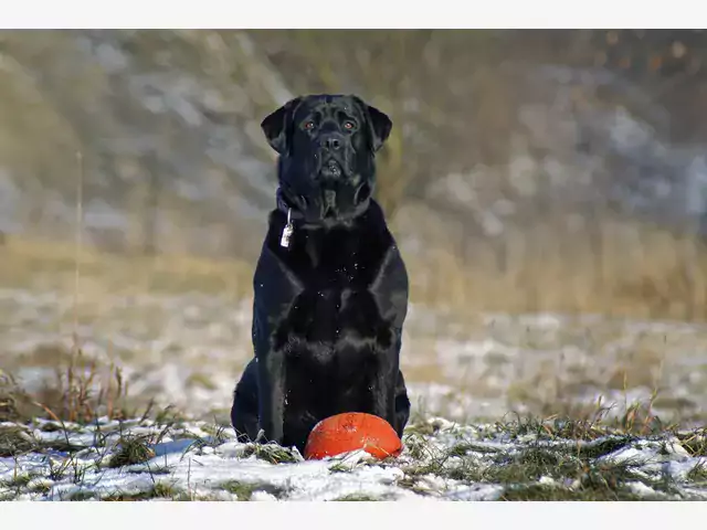 Tresura psa w domu: wskazówki