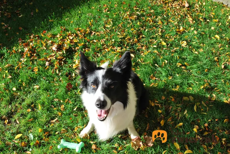 Pies rasy border collie z zieloną zabawką siedzący na trawie, a także tresura psa w domu i wychowanie psa