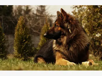 Ilustracja artykułu wilczur a owczarek niemiecki - czy to ta sama rasa psa?