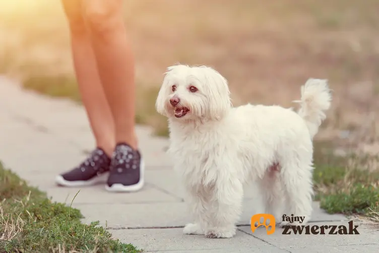 Pies rasy bolończyk z profilu na tle nóg swojej pani, a także popularne rasy psów włoskich
