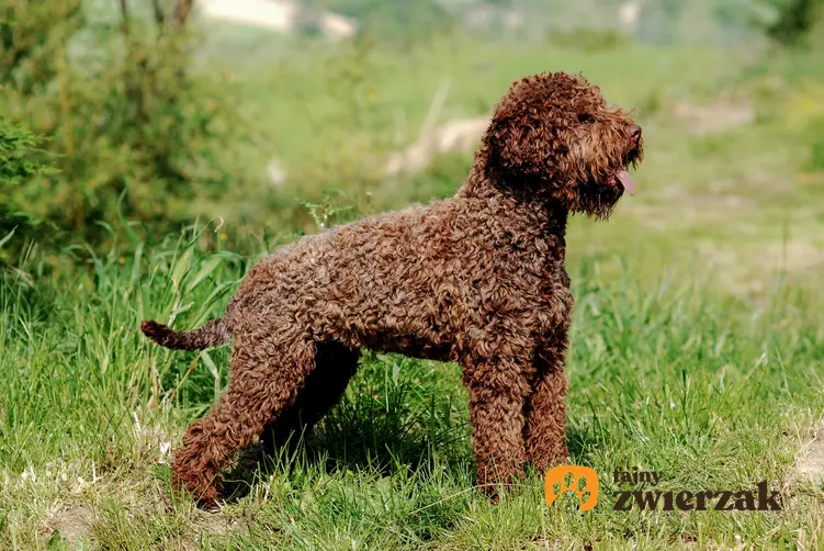 Pies rasy lagatto romagnolo z profilu na tle trawy, a także popularne rasy psów włoskich