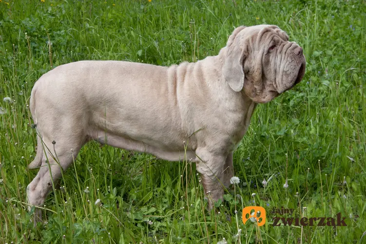 Pies rasy mastif neapolitański z profilu na tle trawy, a także popularne rasy psów włoskich