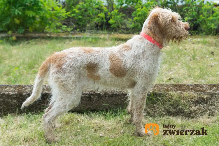 Pies rasy wyżeł włoski z profilu na tle trawy, a także popularne rasy psów włoskich