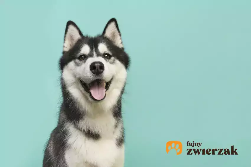 Szczęśliwy husky na niebieskim tle