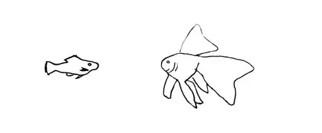 Schemat ryby welona, a także gatunki, wymagania welonków, pielęgnacja oraz rozmnażanie
