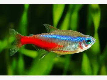 Ilustracja artykułu ryby neonki - odmiany, opis, zdjęcia, hodowla, wymagania, porady