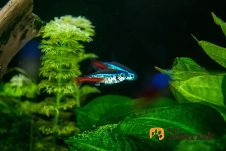 Kolorowe ryby neonki pływające w akwarium wśród roślin, a także opis gatunku, zdjęcia i hodowla