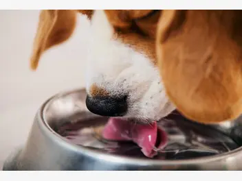 Ilustracja artykułu twój pies nie chce pić w upały? to bardzo zły znak