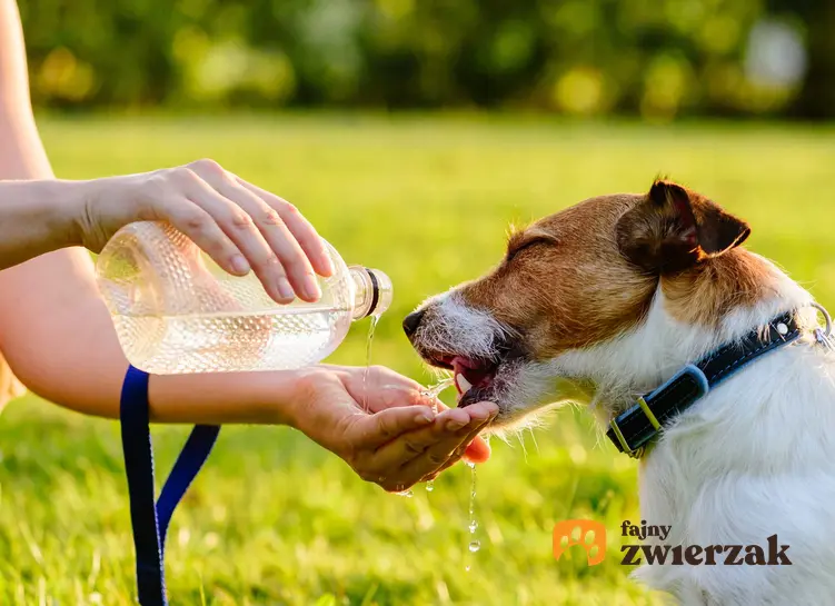 Pies pijący wodę z butelki plastikowej, a także co zrobić, kiedy pies nie chce pić, przyczyny oraz konsekwencje