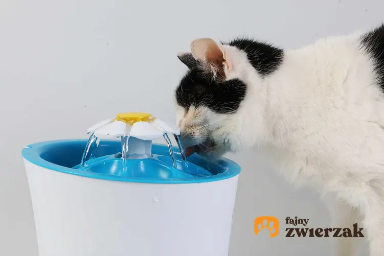 Kot pijący z wodopoju dla kotów, a także co zrobić, jesli kot nie pije wody w upały, przyczyny i rozwiązanie problemu