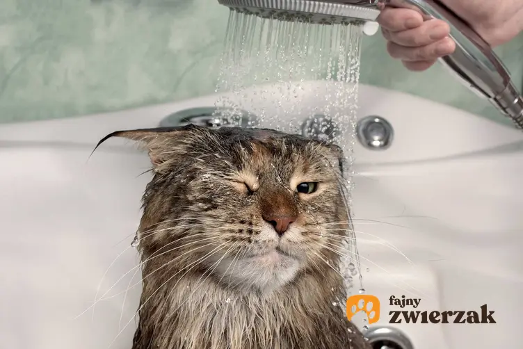 Kot w czasie mycia pod prysznicem, a także czy można kąpać kota, fakty i mity oraz porady dla właścicieli