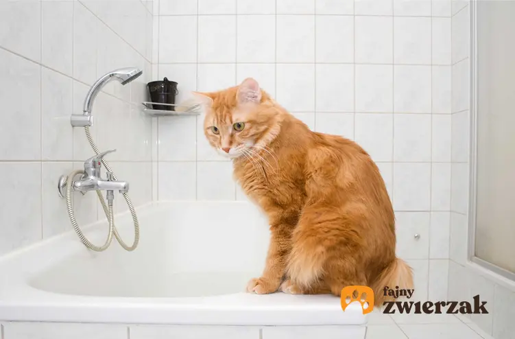 Kot siedzący na brzegu wanny, a także informacje, czy można kąpać kota, fakty i mity, porady